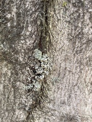 Flavopunctelia soredica