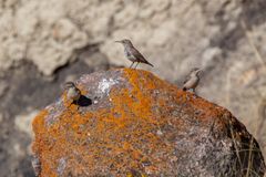 Salpinctes obsoletus