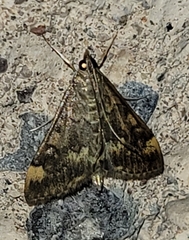 Pyrausta flavibrunnea