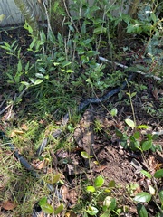 Pantherophis alleghaniensis