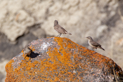 Salpinctes obsoletus