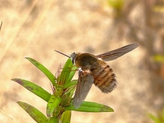 Bombyliini