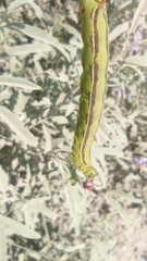 Hyles lineata