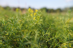 Galium verum