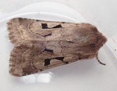 Orthosia gothica