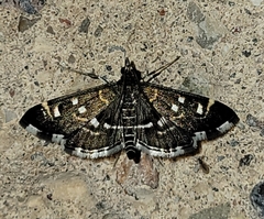 Diathrausta reconditalis