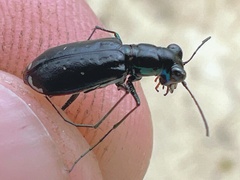 Cicindela abdominalis