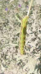 Hyles lineata