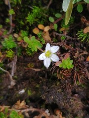 Arenaria biflora