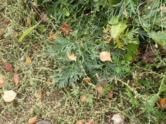 Potentilla tergemina