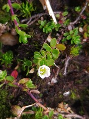 Arenaria biflora