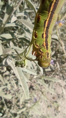 Hyles lineata