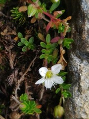 Arenaria biflora