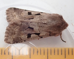Orthosia gothica