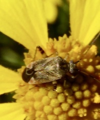 Polymerus basalis