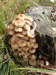Armillaria borealis