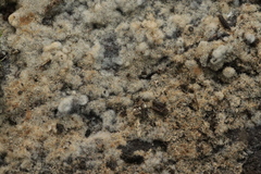 Botryobasidium conspersum