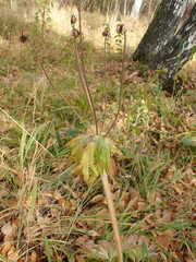 Anemonastrum crinitum