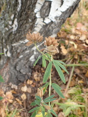 Trifolium lupinaster