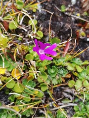 Primula minima
