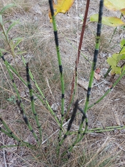 Equisetum