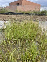 Sorghum