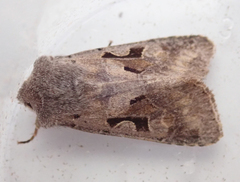 Orthosia gothica