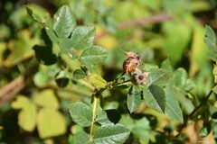 Rosa squarrosa