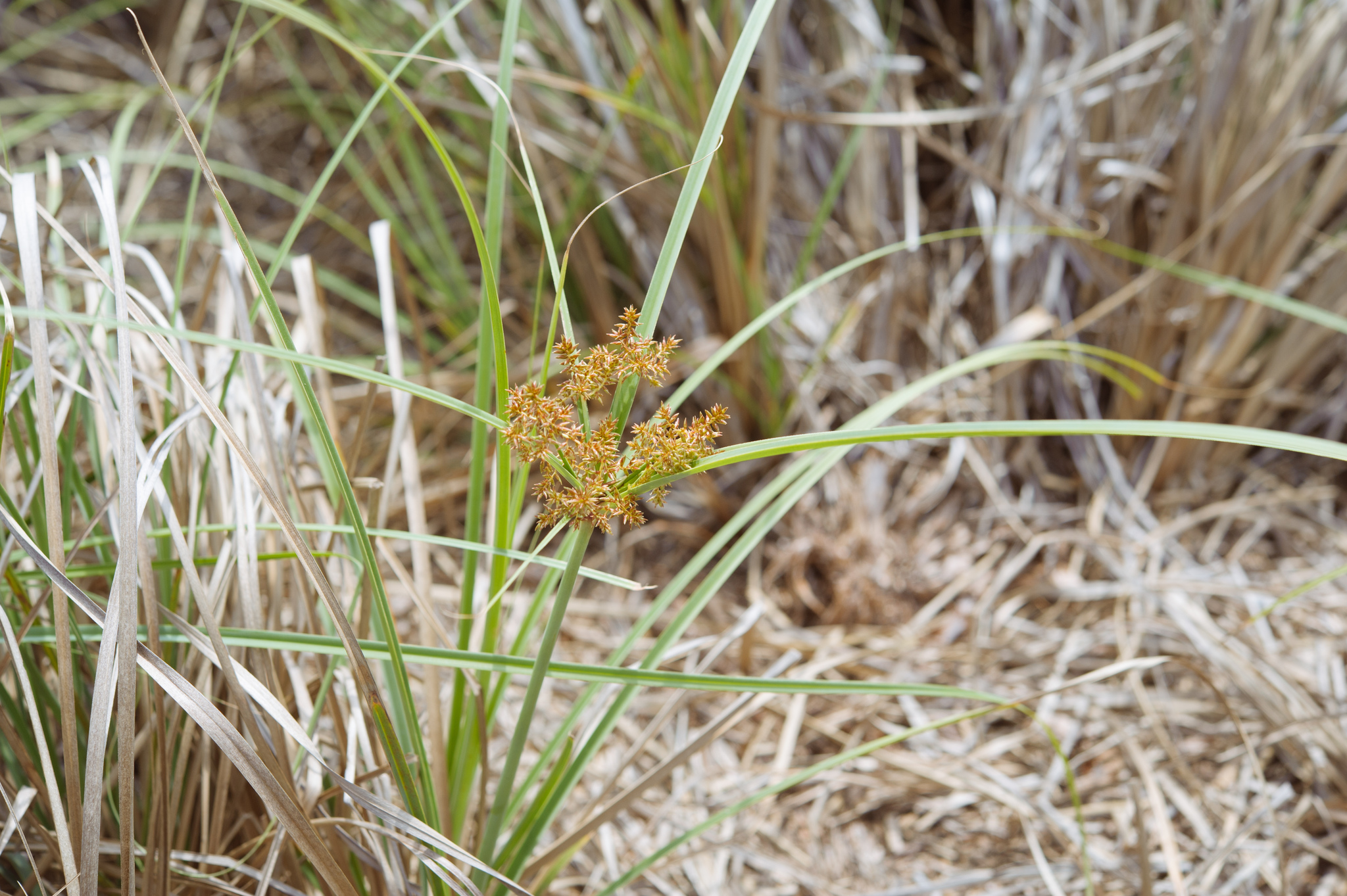 (c) Cheng-Tao Lin, certains droits réservés (CC BY) https://www.inaturalist.org/observations/15351104