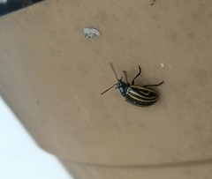 Desmogramma