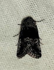 Copanarta aurea