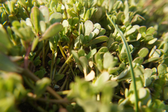 Portulaca oleracea