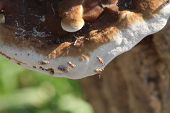 Pseudotephritina