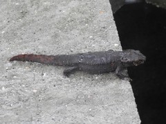 Paramesotriton hongkongensis