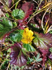 Geum montanum