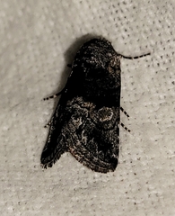 Copanarta aurea