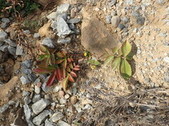 Potentilla fragarioides