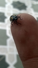 Desmogramma