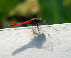 Orthetrum chrysis