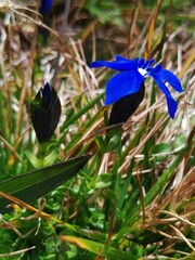 Gentiana bavarica bavarica