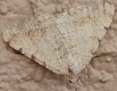 Digrammia pallidata