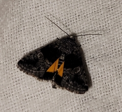 Copanarta aurea