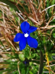 Gentiana bavarica bavarica