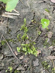 Selaginella apoda