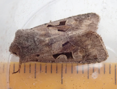 Orthosia gothica
