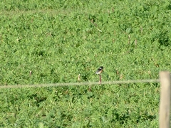 Saxicola torquatus