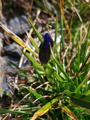 Gentiana bavarica bavarica