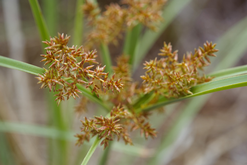 Cyperus javanicus