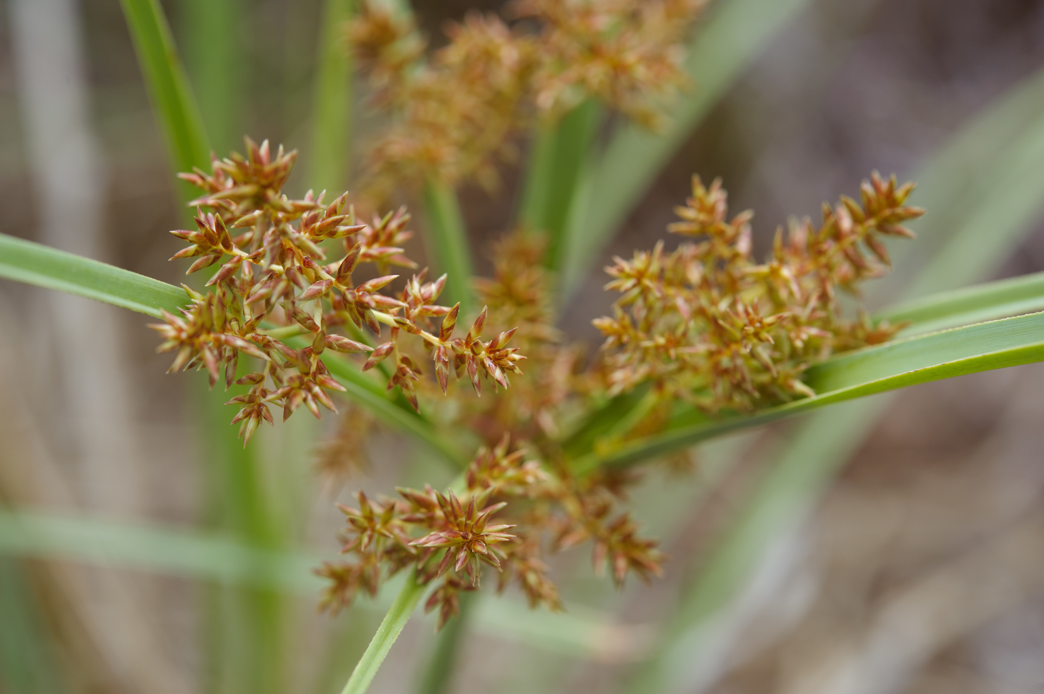 (c) Cheng-Tao Lin, certains droits réservés (CC BY) https://www.inaturalist.org/observations/15351104