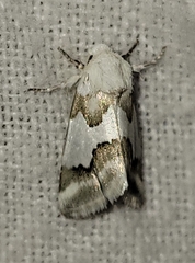 Schinia hulstia